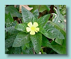 Bora Bora Flowers_01